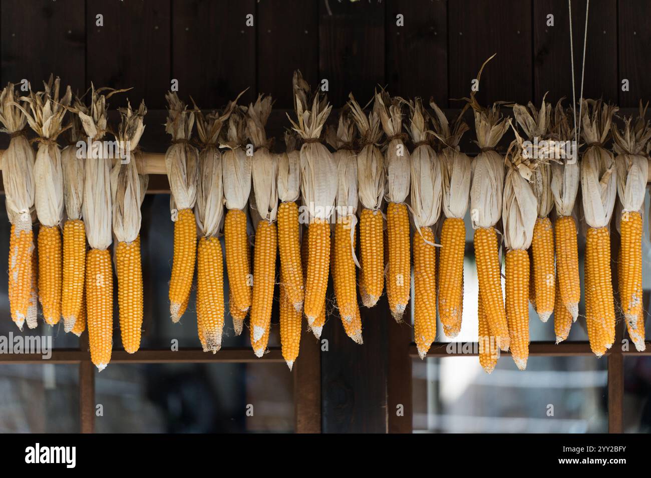 Getrockneter Mais hängt an Holzbalken im japanischen Dorf. Konzept der Landwirtschaft, Ernte und rustikalen Bauerntraditionen Stockfoto