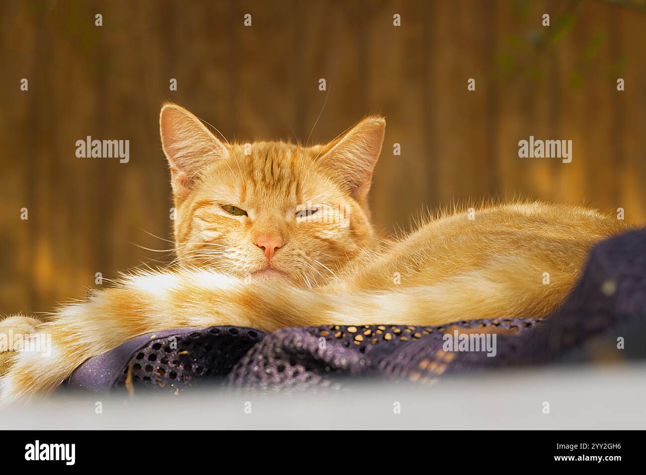 Eine verschlafene gelbe Katze, die mit den Augen zuknitzt, bequem eingebettet mit einem entspannten und zufriedenen Ausdruck. Stockfoto