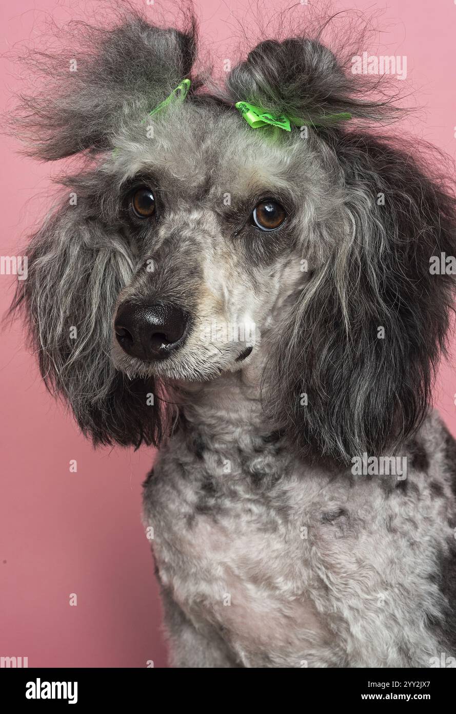 Violett auf rosafarbenem Hintergrund. Stockfoto