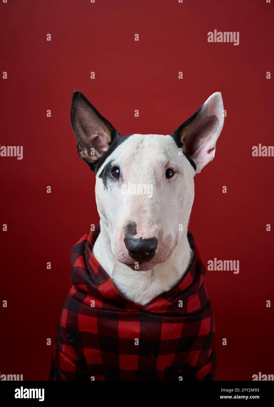 Ein Bull Terrier trägt ein kariertes Outfit, das sich vor einem tiefroten Hintergrund abhebt. Die Szene vermittelt Eleganz und festlichen Beifall mit einer gemütlichen Jahreszeit Stockfoto