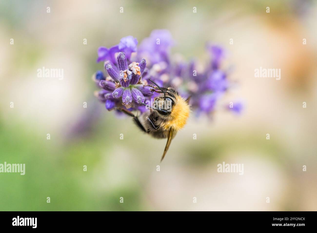 Nahaufnahme der Hummel auf violett blühendem Lavendel Stockfoto
