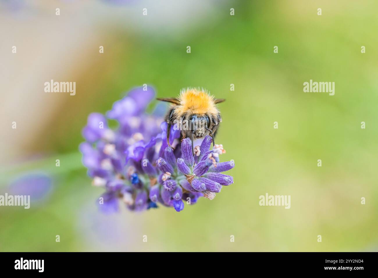 Nahaufnahme der Hummel auf violett blühendem Lavendel Stockfoto