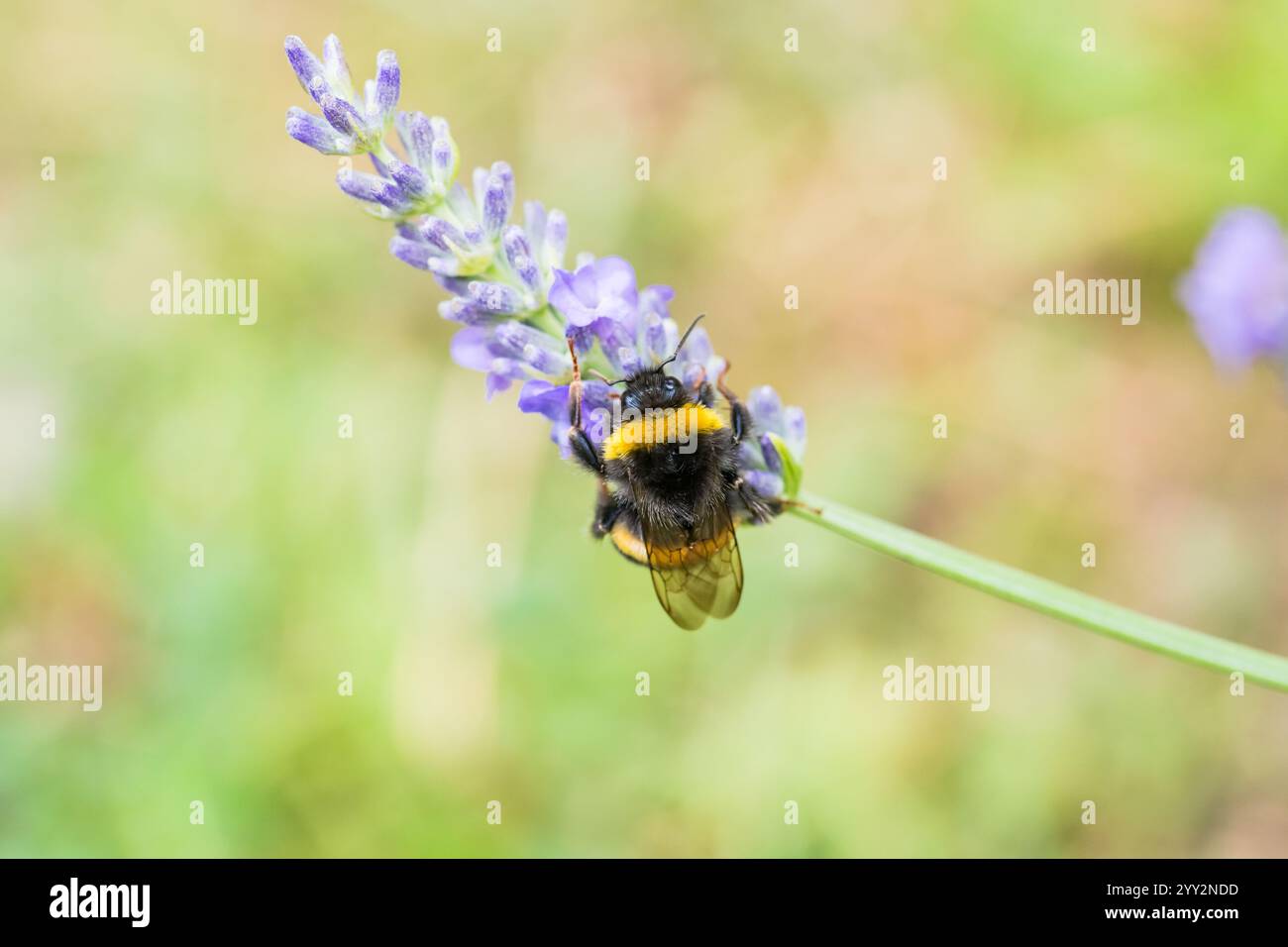 Nahaufnahme der Hummel auf violett blühendem Lavendel Stockfoto