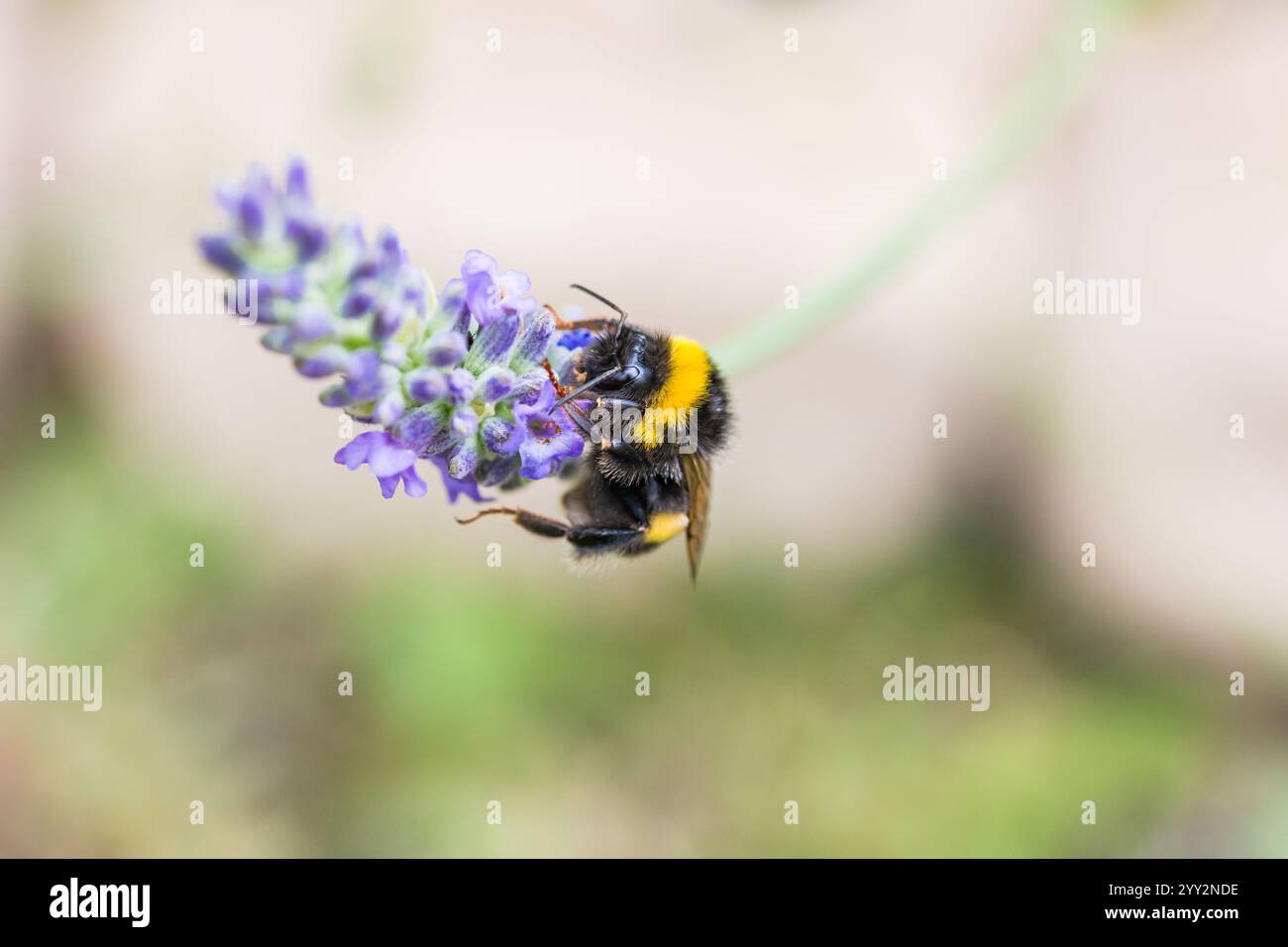 Nahaufnahme der Hummel auf violett blühendem Lavendel Stockfoto