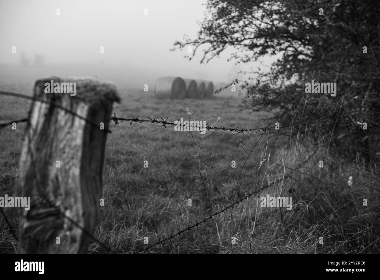 Alte verfaulte Holzstange mit Stacheldraht. Runde Strohballen im Hintergrund. Nebelig früh am Morgen, Feld, gelbliches Gras und Baumblätter. Felder von Stockfoto