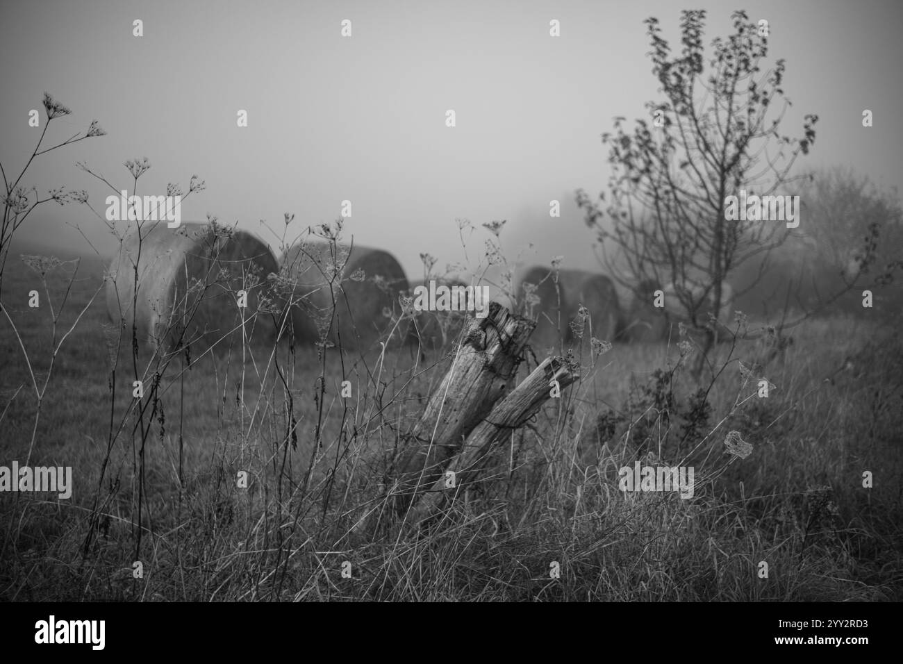 Alte verfaulte Holzstange mit Stacheldraht. Runde Strohballen im Hintergrund. Nebelig früh am Morgen, Feld, gelbliches Gras und Baumblätter. Felder von Stockfoto