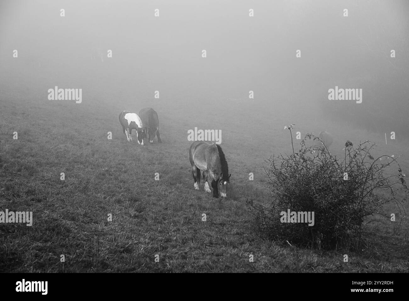 Pferde grasen auf einem Feld in dickem Nebel auf einem Hügel. Weide am frühen Morgen tauchen Silhouetten von Kühen und Pferden aus dem Nebel auf. Stockfoto