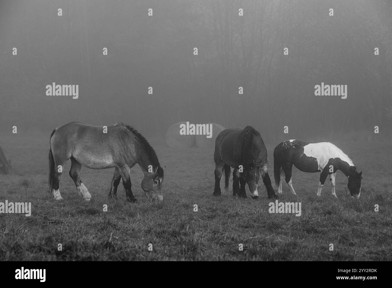 Pferde grasen auf einem Feld in dickem Nebel auf einem Hügel. Weide am frühen Morgen tauchen Silhouetten von Kühen und Pferden aus dem Nebel auf. Stockfoto