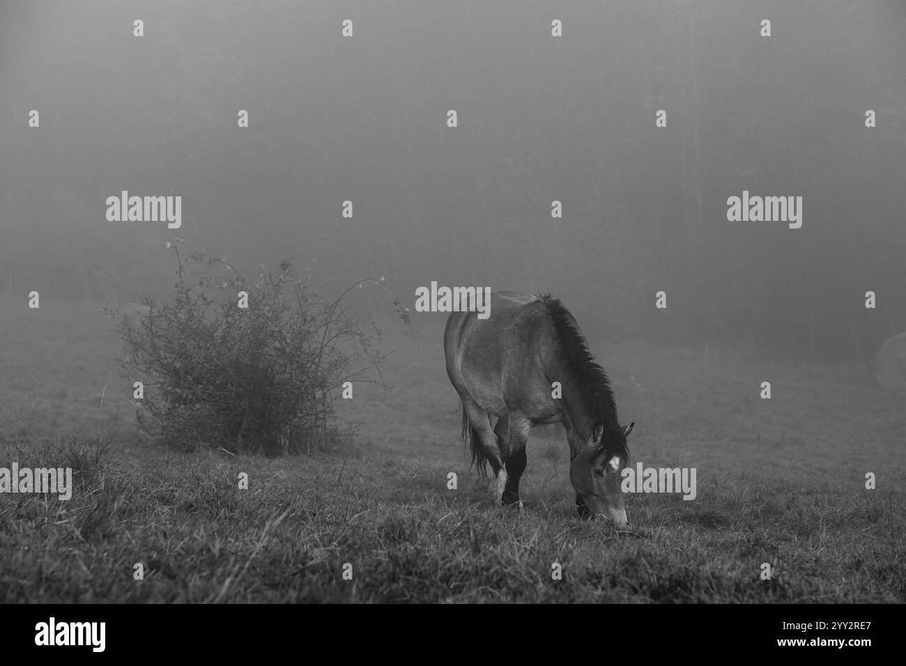 Pferde grasen auf einem Feld in dickem Nebel auf einem Hügel. Weide am frühen Morgen tauchen Silhouetten von Kühen und Pferden aus dem Nebel auf. Stockfoto