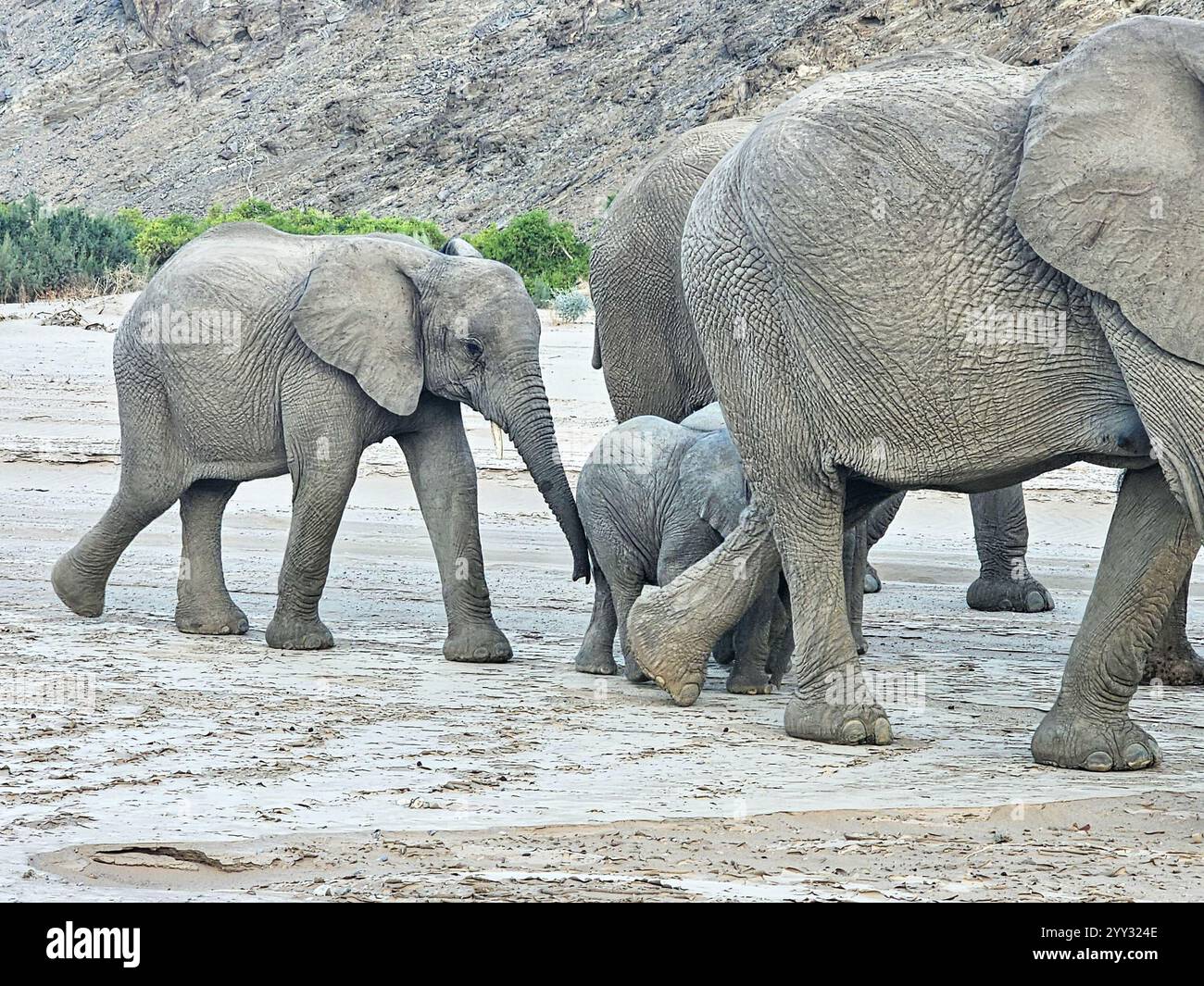 Wüstenadaptierte(n) Elefanten (Loxodonta africana) in Namibia, Afrika Stockfoto