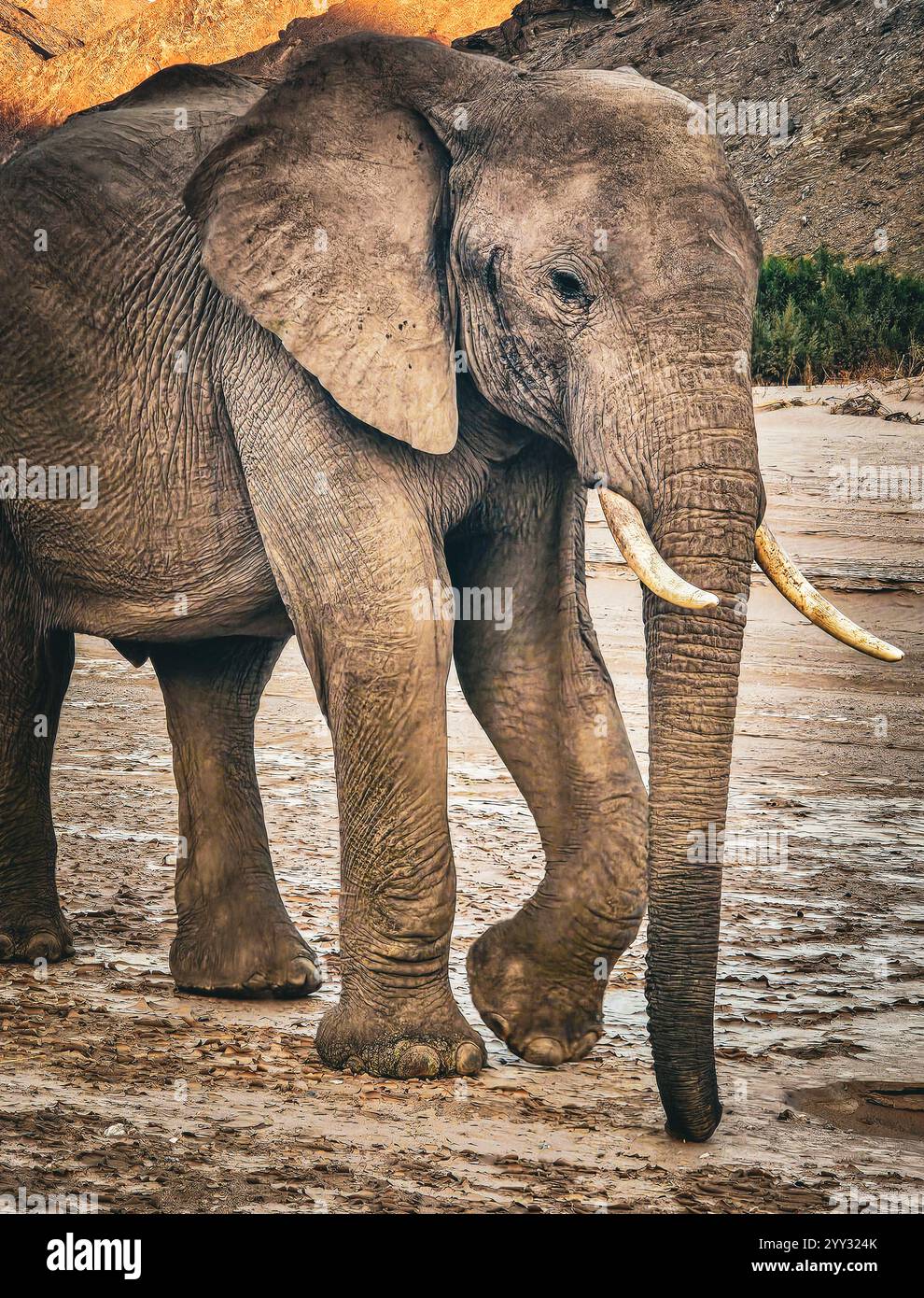 Wüstenadaptierte(n) Elefanten (Loxodonta africana) in Namibia, Afrika Stockfoto