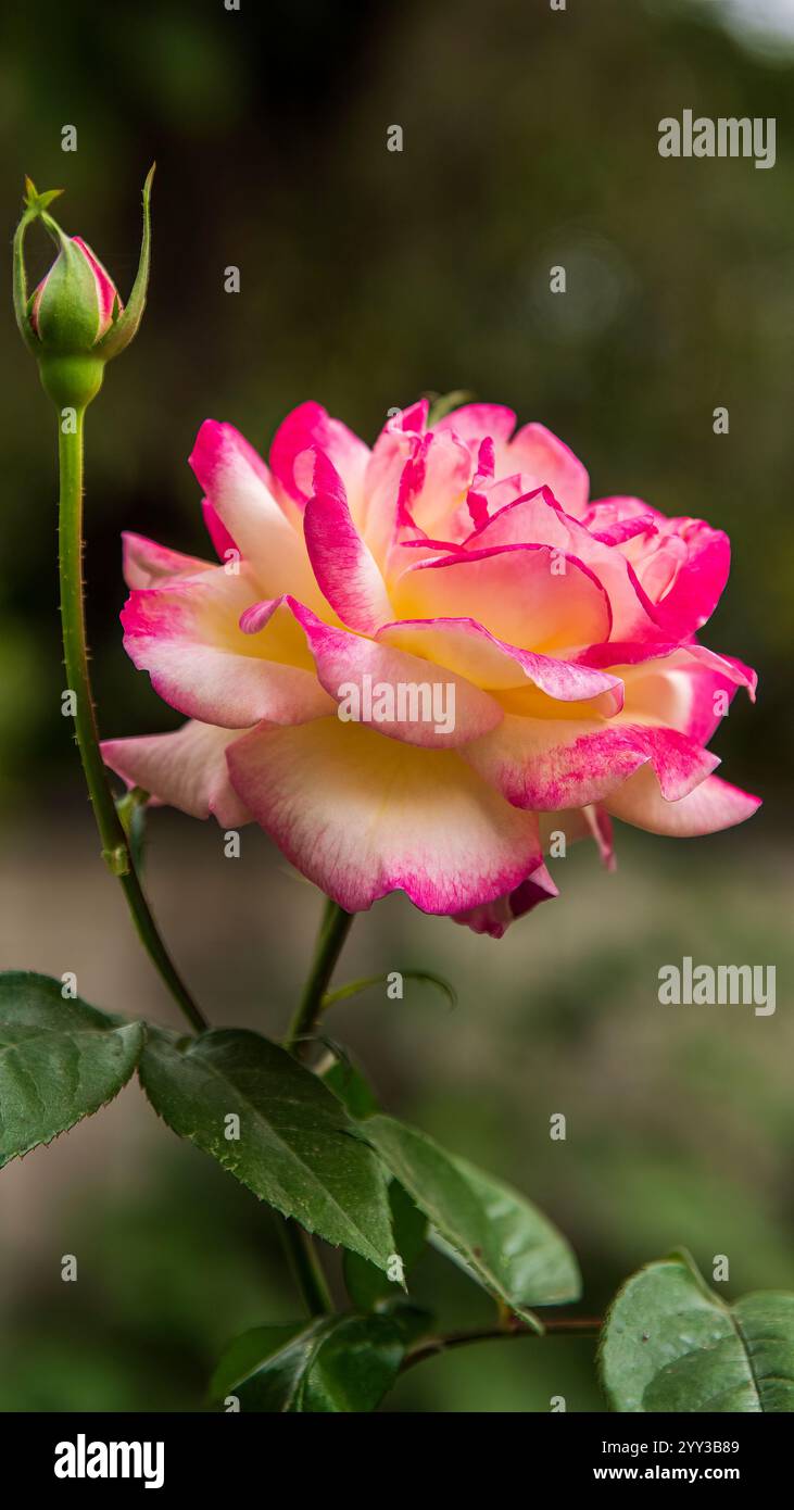 Die Rose, ein Symbol für Liebe und Schönheit, ist ein blühender Sträucher mit einer reichen Geschichte. Die samtigen Blütenblätter sind in verschiedenen Farben erhältlich. Stockfoto