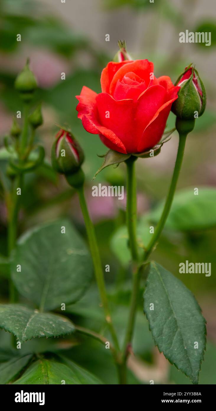 Die Rose, ein Symbol für Liebe und Schönheit, ist ein blühender Sträucher mit einer reichen Geschichte. Die samtigen Blütenblätter sind in verschiedenen Farben erhältlich. Stockfoto
