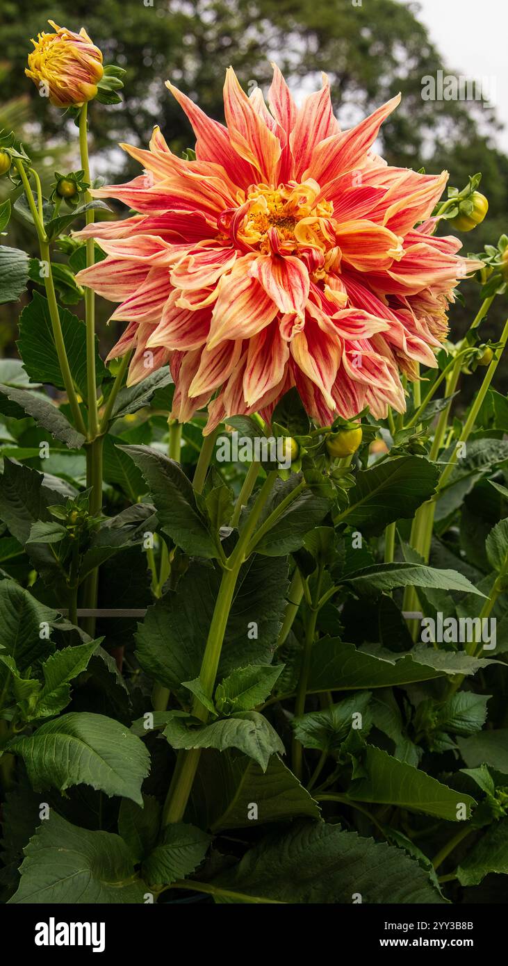 Dahlien sind lebendige, mehrblättrige Blüten, die für ihre auffälligen Farben und einzigartigen Formen bekannt sind. In Mexiko beheimatet. Stockfoto