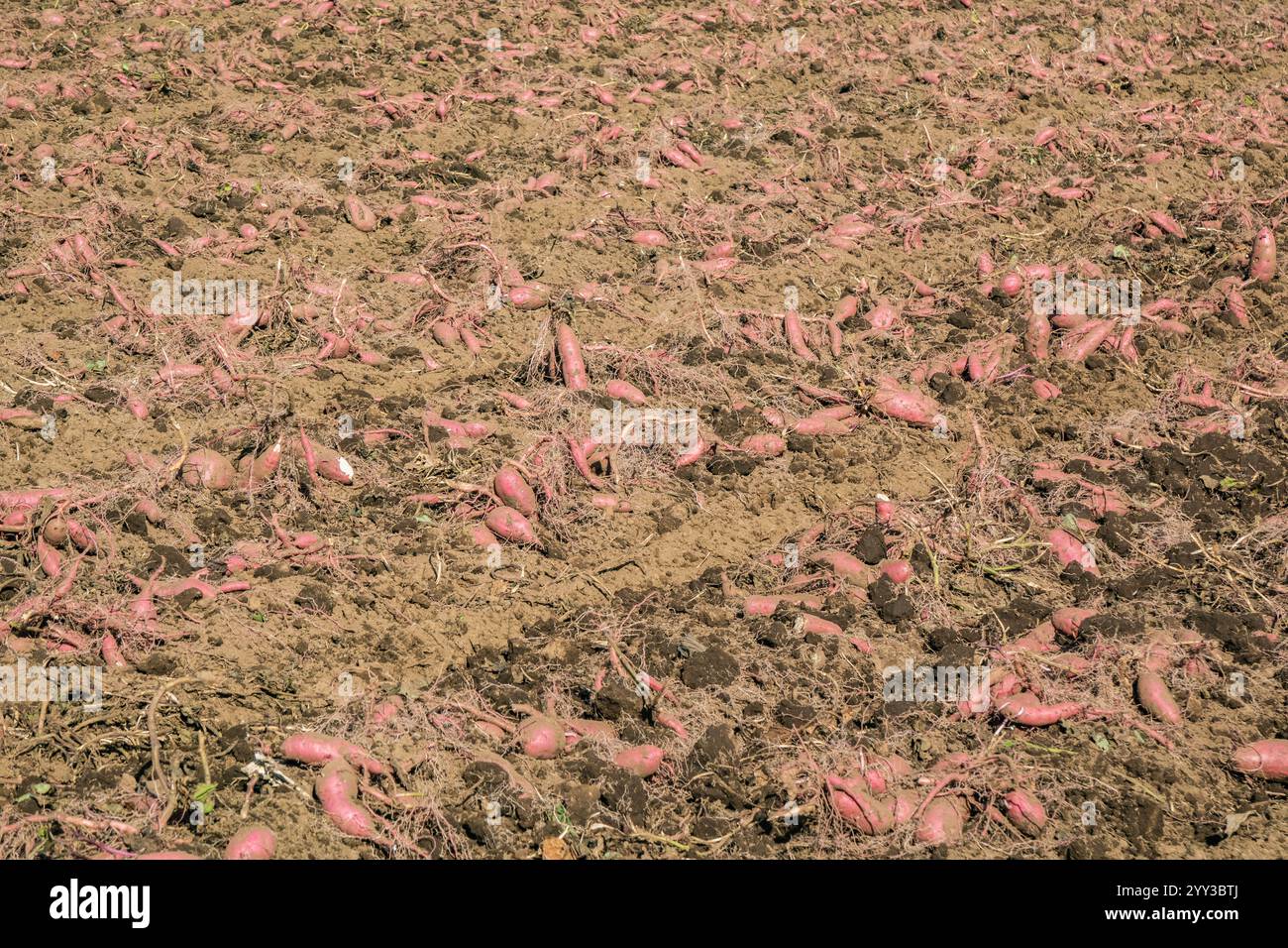 Süßkartoffelfelder entlang des Jeju Olle Trail, Hamo, Jeju Island, Südkorea Stockfoto