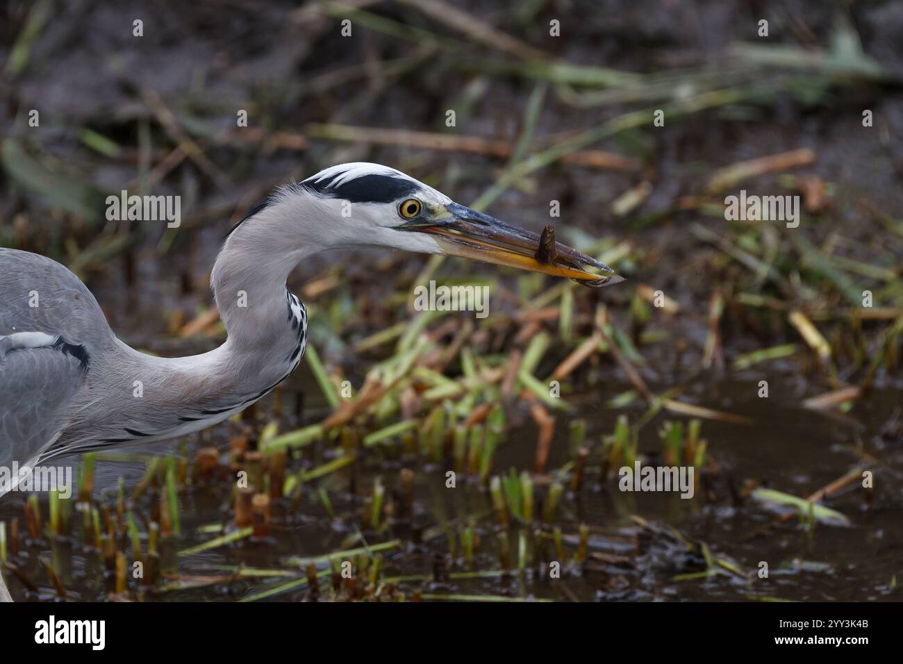 Der Kopf eines Graureihers (Ardea cinerea), der einen kleinen Fisch auf der Jagd in einem schlammigen Feld in einem Park in Kanagawa, Japan, isst. Stockfoto