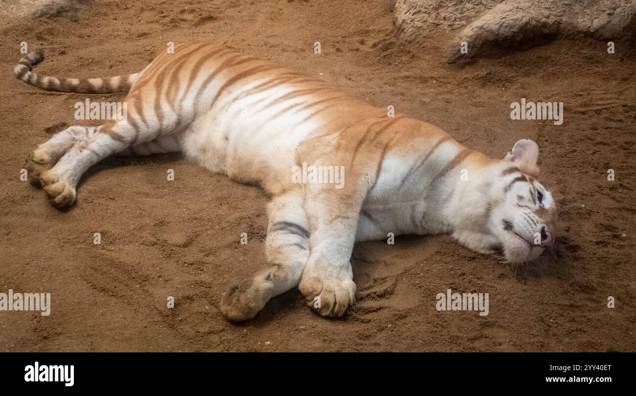 Golden Tiger „Ava“ liegt in ihrem Käfig bei Chiang Mai Night Safari. Die drei Jahre alte Ava und Schwester Luna sind mit ihren einzigartigen Ingwerweißen Mänteln und ihren breiten Augen ein Internet-Erlebnis. Stockfoto