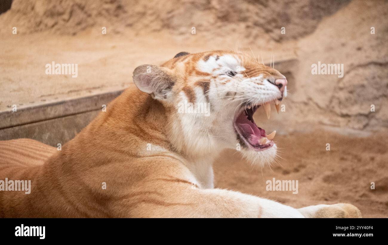 Golden Tiger „Ava“ liegt in ihrem Käfig bei Chiang Mai Night Safari. Die drei Jahre alte Ava und Schwester Luna sind mit ihren einzigartigen Ingwerweißen Mänteln und ihren breiten Augen ein Internet-Erlebnis. Stockfoto
