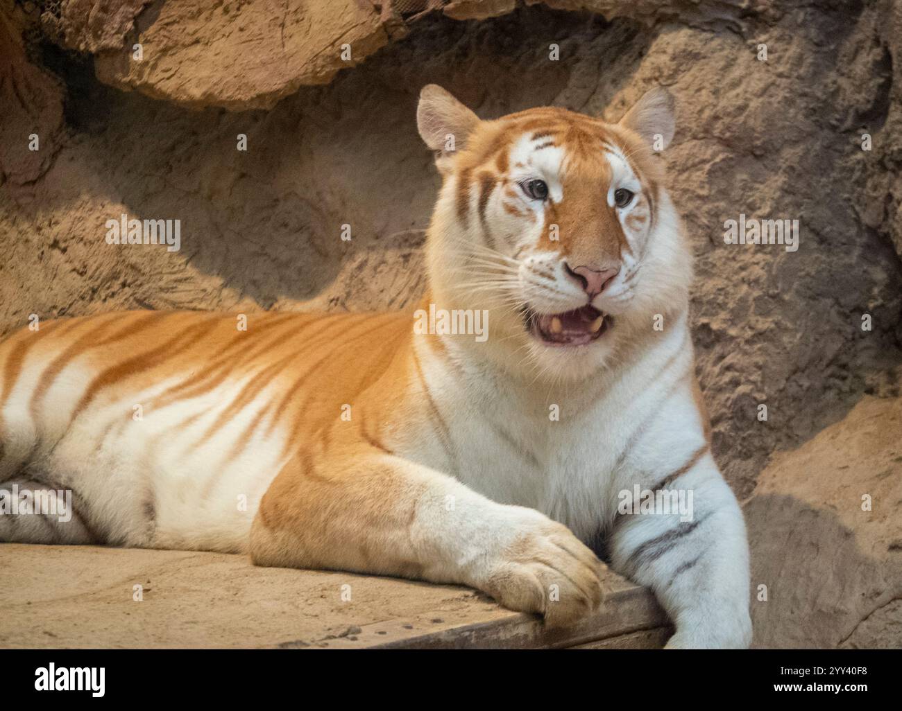 Golden Tiger „Ava“ liegt in ihrem Käfig bei Chiang Mai Night Safari. Die drei Jahre alte Ava und Schwester Luna sind mit ihren einzigartigen Ingwerweißen Mänteln und ihren breiten Augen ein Internet-Erlebnis. Stockfoto