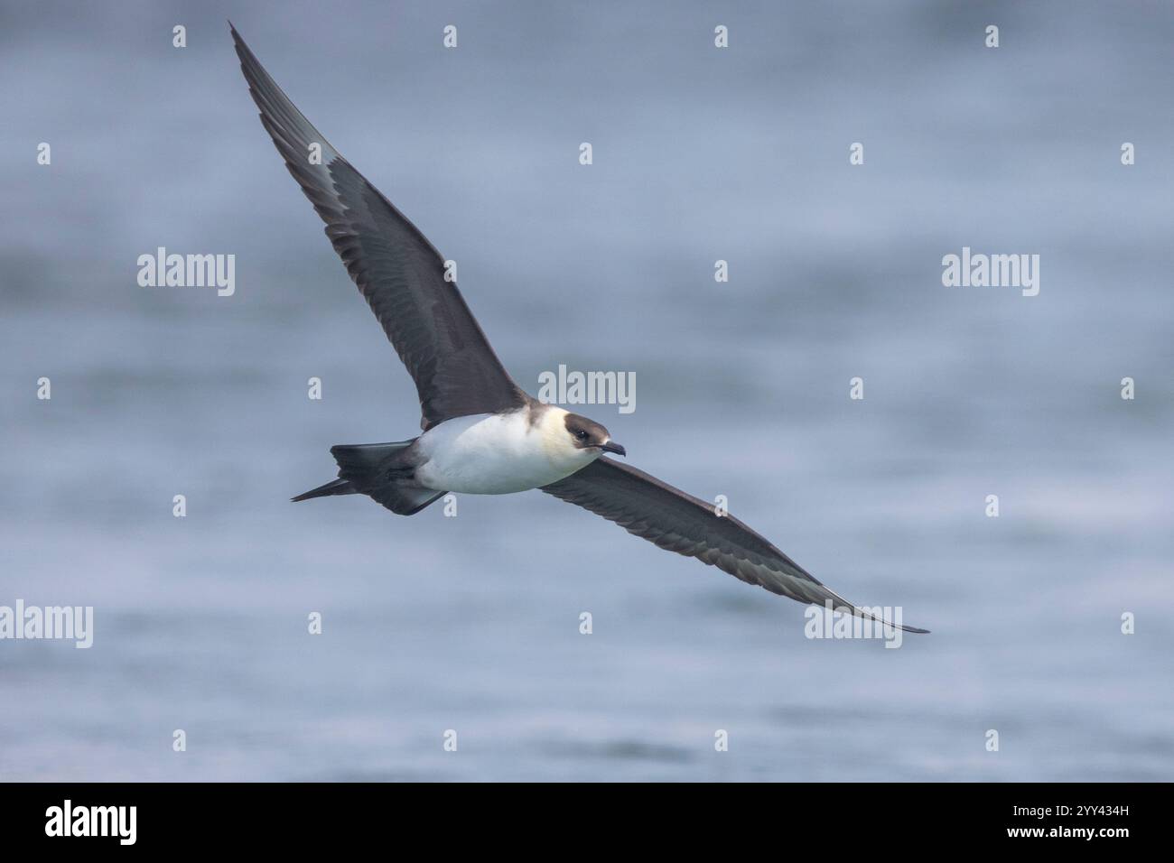 Parasitärer Jaeger (Stercorarius parasiticus), leichter morphischer Erwachsener im Flug, Südliche Region, Island Stockfoto