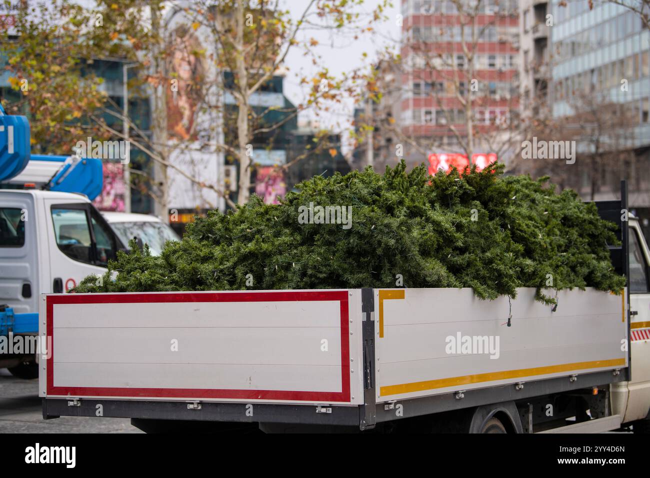 Dekoration eines großen städtischen Weihnachtsbaums. Kommunalarbeiter am Kran installieren und schmücken Christmass-Baum. Der Hauptplatz der Stadt Stockfoto