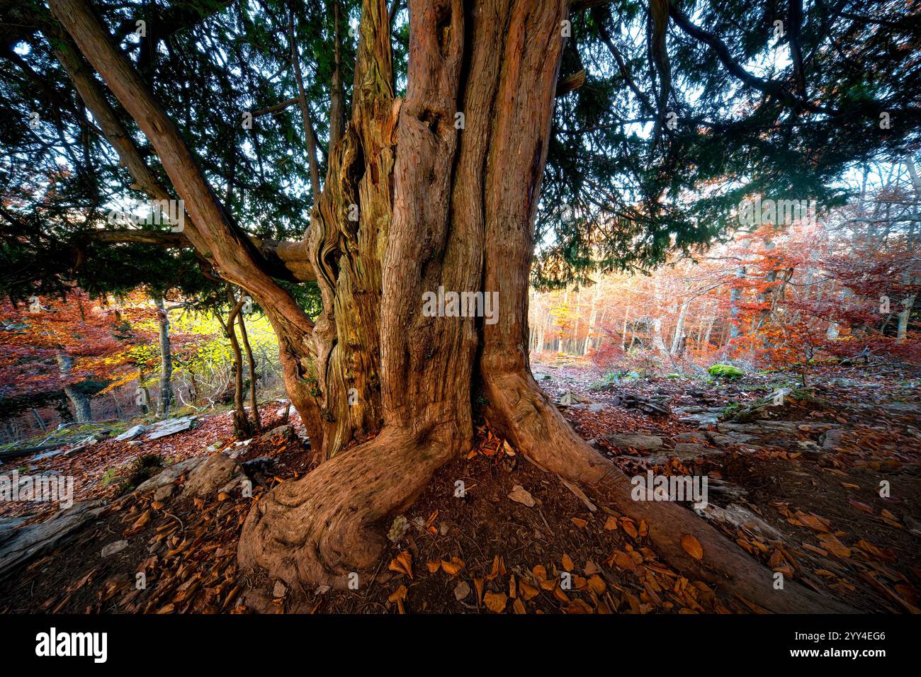eibe 180 200 Taxus baccata