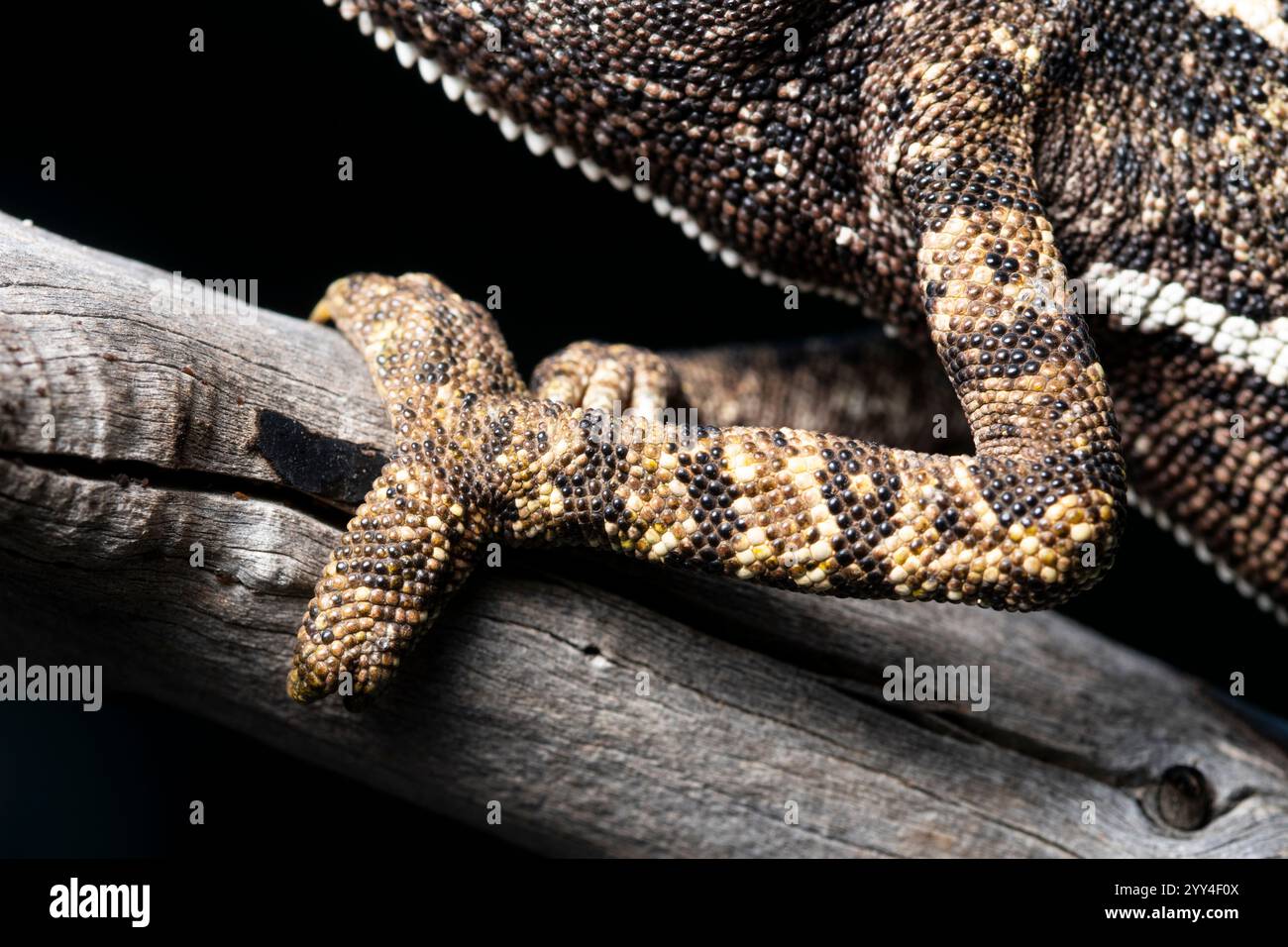 Eine detaillierte Nahaufnahme des strukturierten Gliedmassen eines Chamäleons, die seine einzigartigen Muster und Skalen hervorhebt, während es einen Baumzweig fasst und die natürliche Tarnflagge einfängt Stockfoto