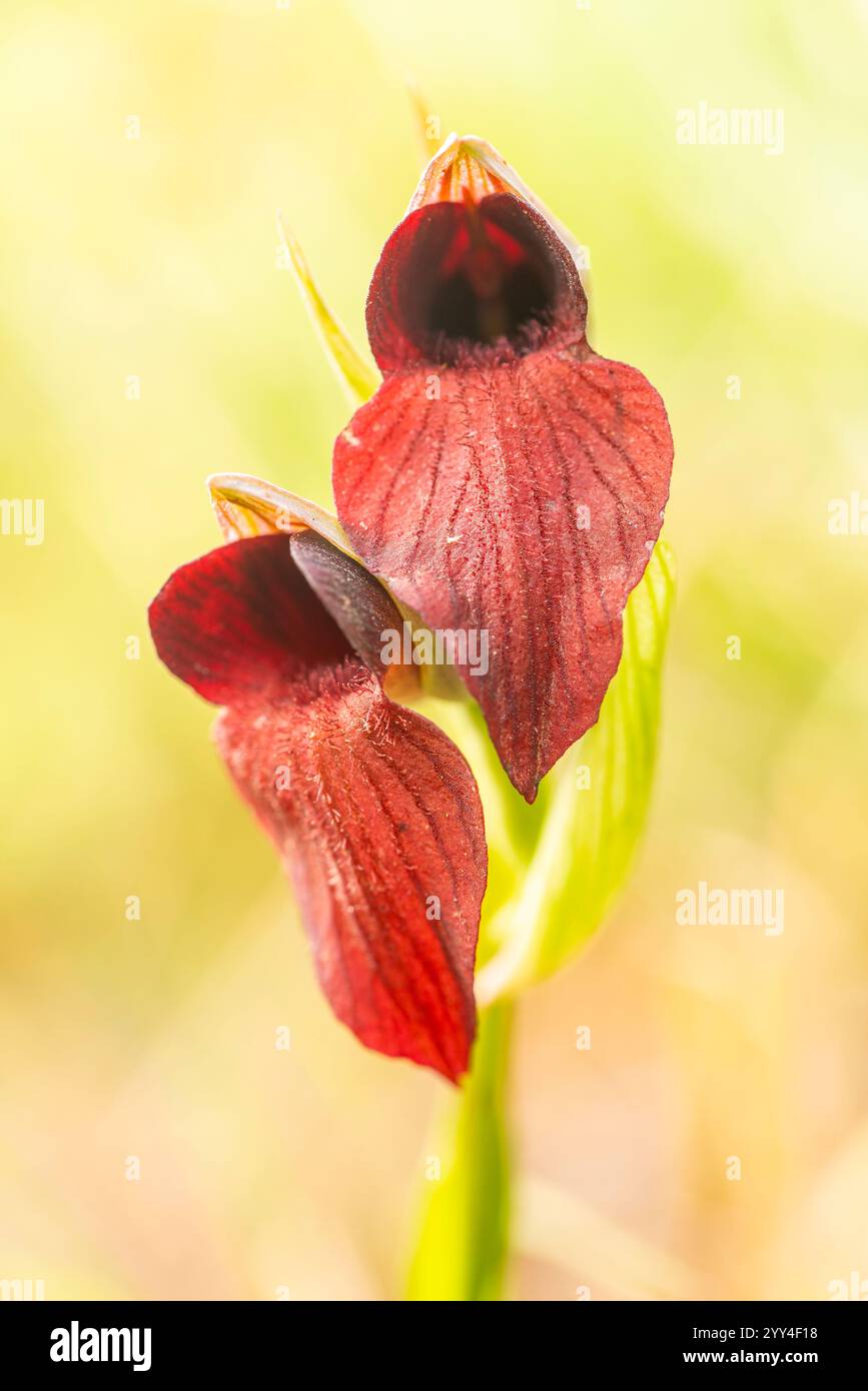 Fesselndes Foto von ruhigen wilden Orchideen, die in der natürlichen Landschaft Andalusiens gedeihen, mit einem sonnendurchfluteten, verschwommenen Hintergrund. Stockfoto