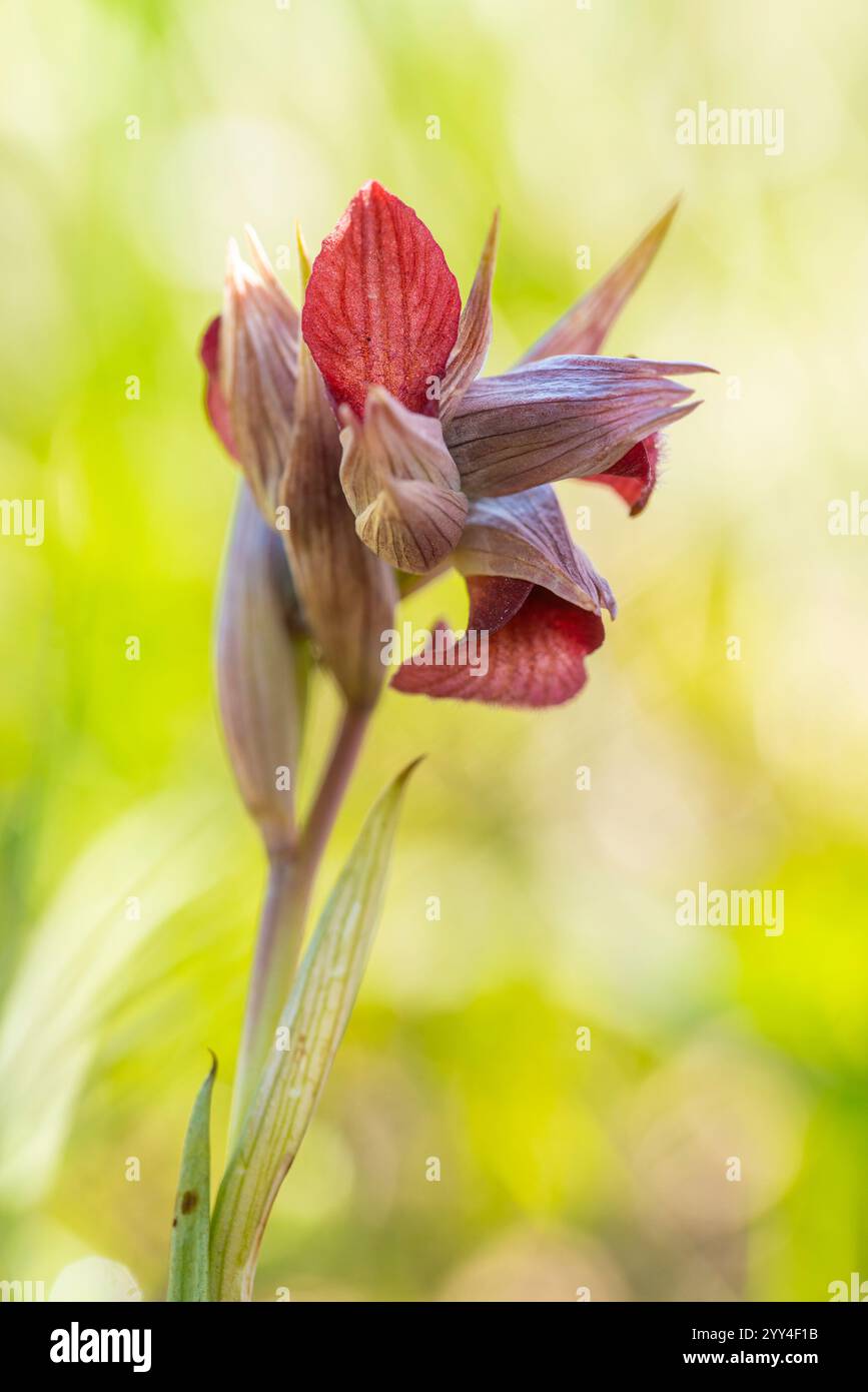 Nahaufnahme einer ruhigen wilden Orchidee, die in der üppigen Landschaft Andalusiens blüht und die komplexe Schönheit der Natur zeigt. Stockfoto