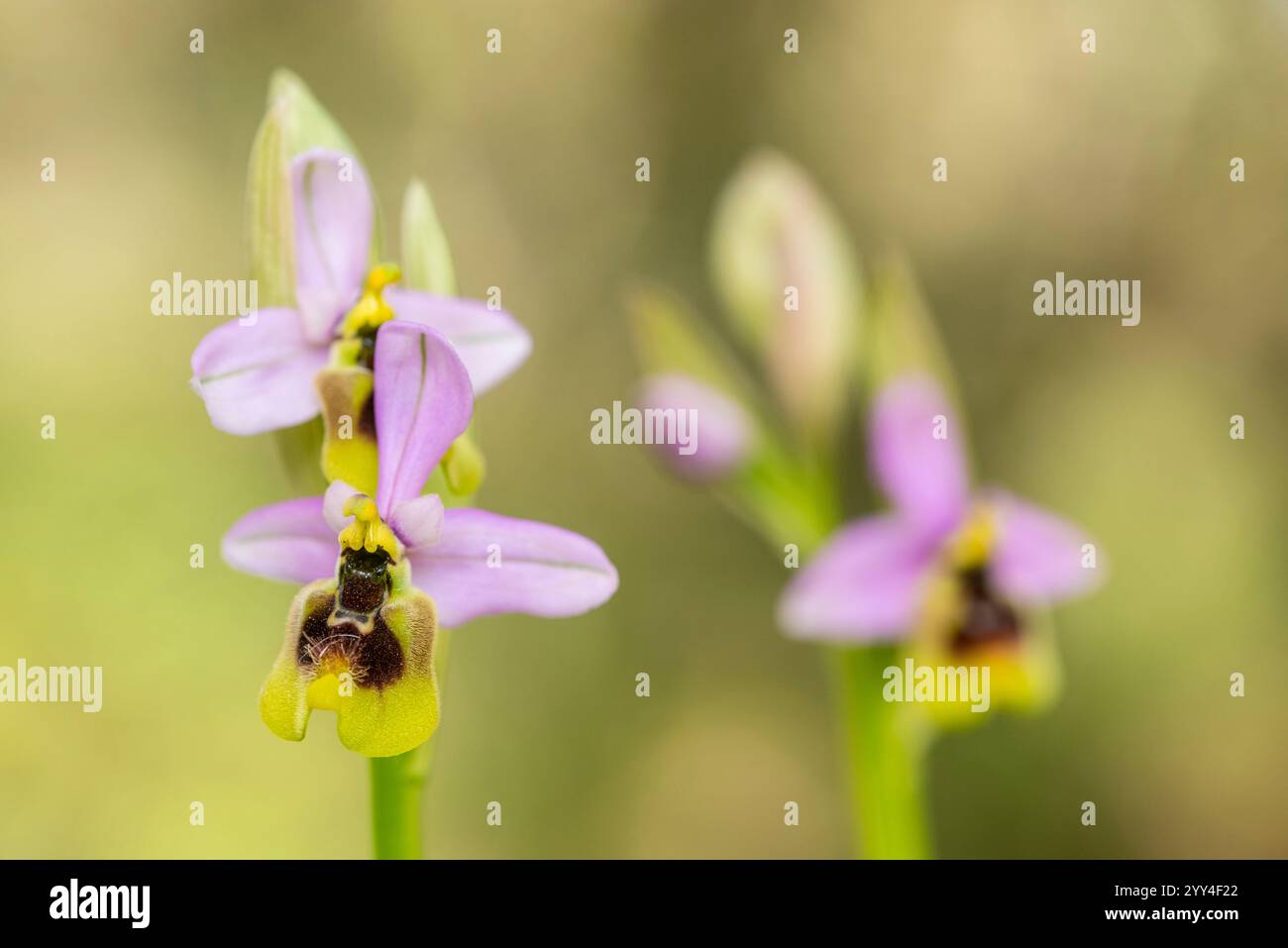 Zarte Ophrys-Orchideen blühen in Andalusiens wilden Landschaften, mit filigranen Blütenblättern und leuchtenden Farben. Stockfoto