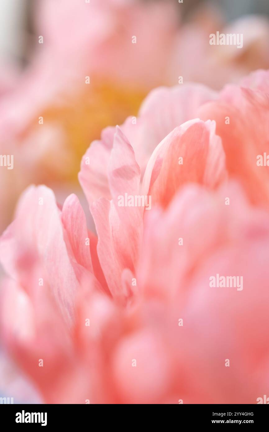 Eine traumhafte Nahaufnahme aus weichen rosa Pfingstrosenblüten die zarte Textur und sanfte Pastellfarben schaffen eine beruhigende, ätherische Atmosphäre in dieser abstrakten Atmosphäre Stockfoto