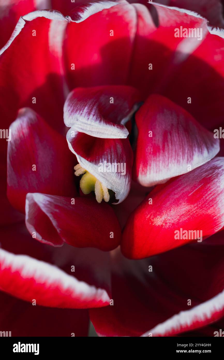Eine atemberaubende Makroaufnahme einer rot-weißen Tulpe, die ihre zarten Blütenblätter und komplizierten Details in lebendigen Farben einfängt, perfekt für den Frühling oder die Natur Stockfoto