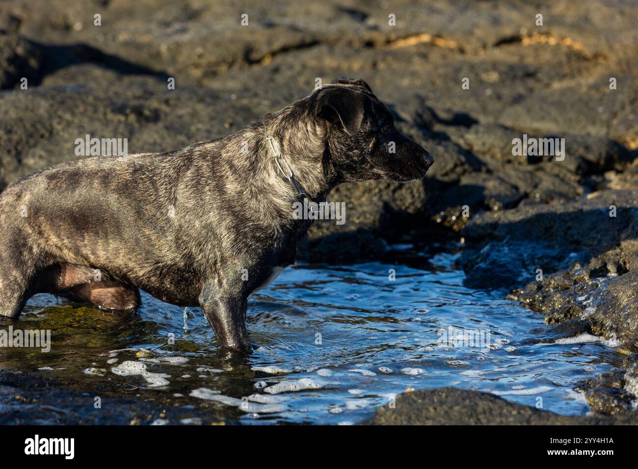 Nahaufnahme eines Hundes, der im flachen Wasser an einer felsigen Küste steht und intensiv in die Ferne blickt, umgeben von ruhigen Wellen und der natürlichen Schönheit o Stockfoto