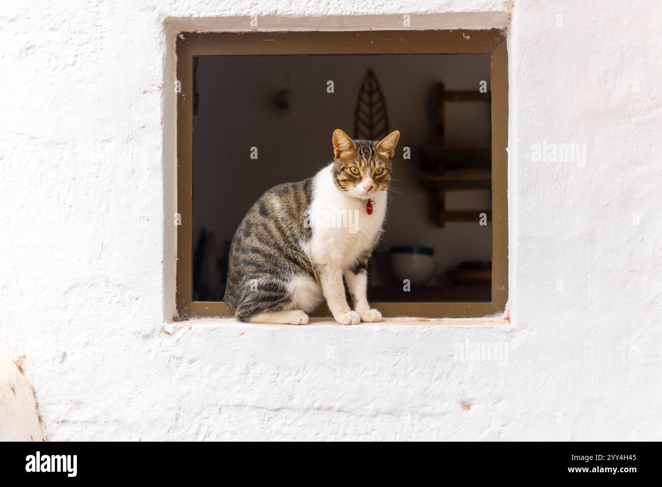 Eine neugierige Tabbykatze mit rotem Kragen sitzt auf einer Fensterbank, eingerahmt von einer weiß getünchten Wand. Der Innenraum ist sanft verschwommen, was den Fokus auf die Katze erhöht Stockfoto