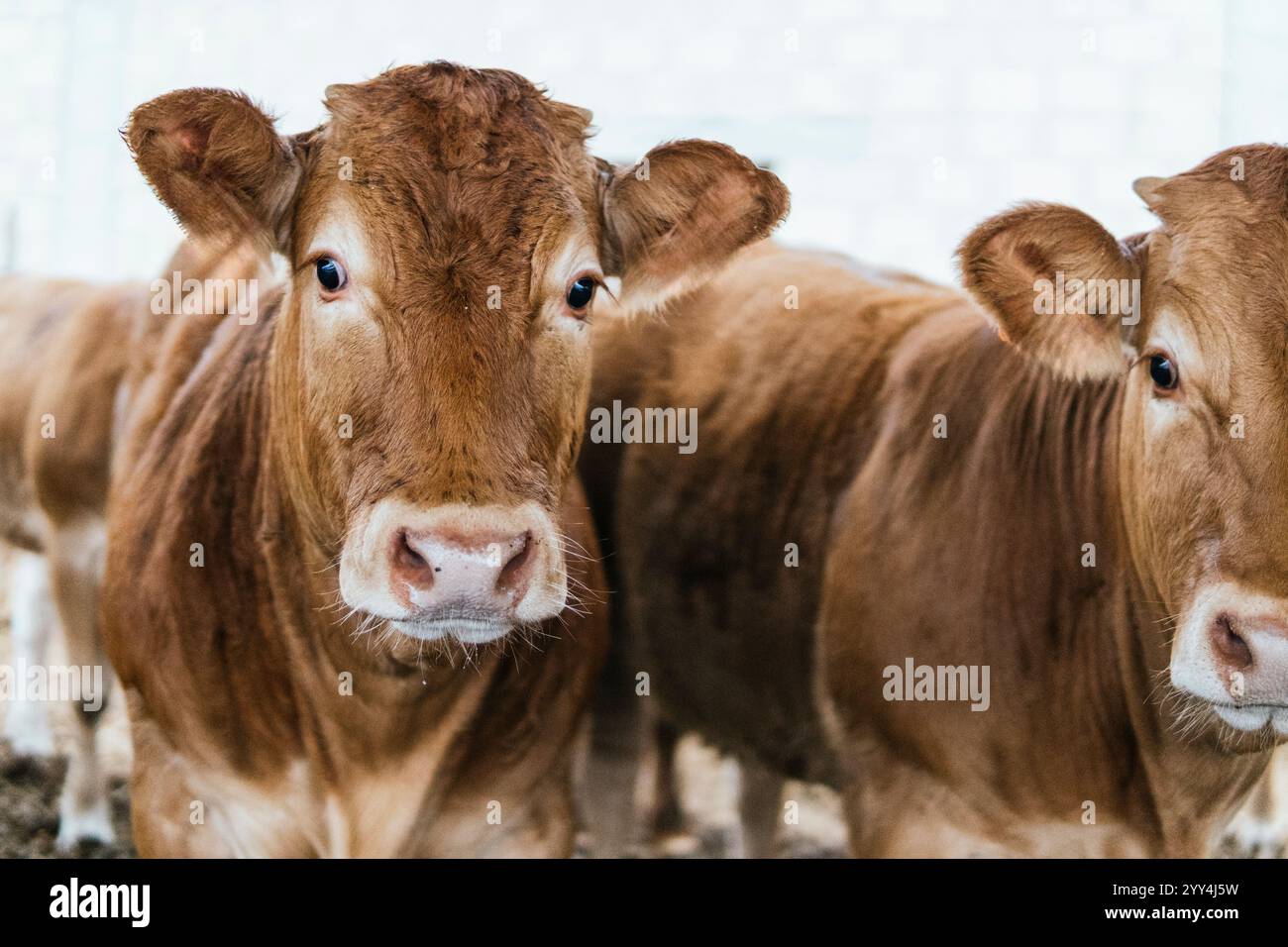 Eine Nahaufnahme von zwei braunen Kühen mit neugierigen Ausdrücken, die der Kamera auf einem Bauernhof zugewandt sind. Stockfoto