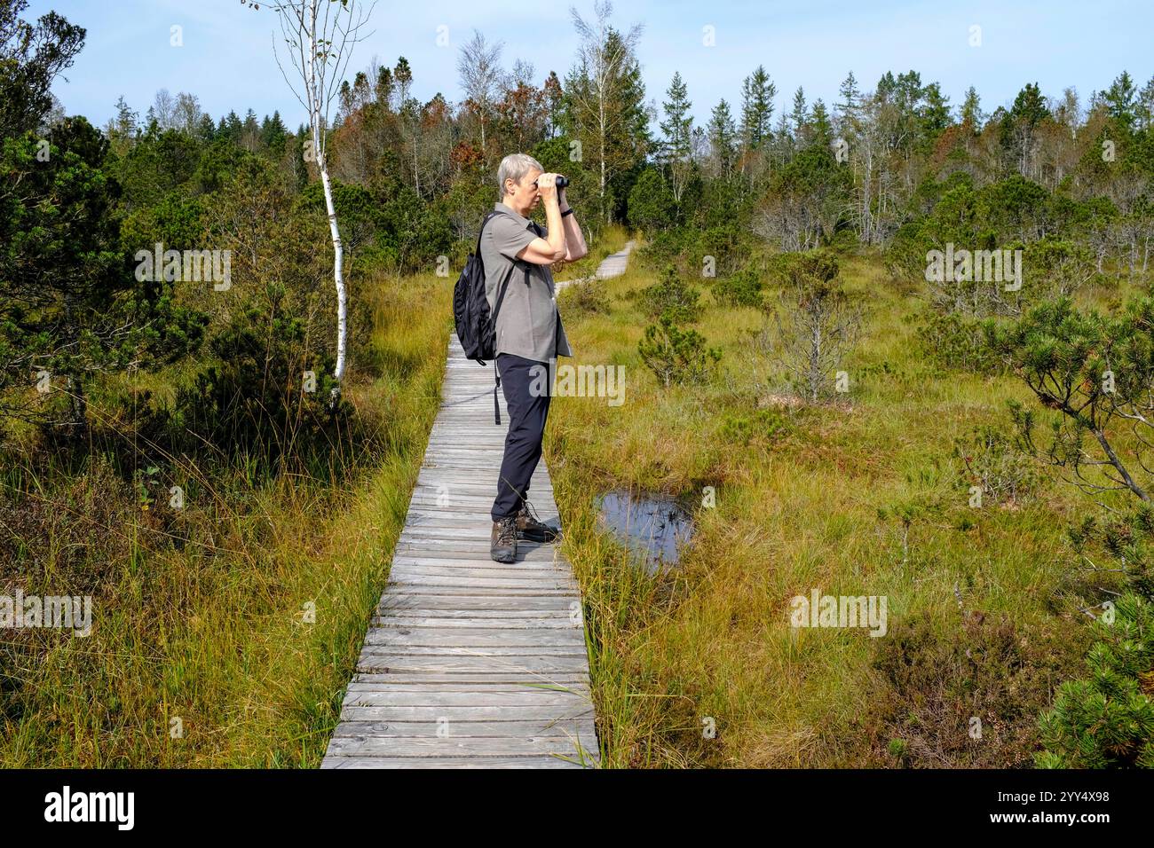 DEU, Deutschland, Bayern, Murnau, 22.09.2024: Eine Wanderin mit Rucksack und Wanderschuhen beobachtet durch ihr Fernglas Vögel auf dem Hozbohlenweg im Stockfoto DEU, Deutschland, Bayern, Murnau, 22.09.2024: Eine Wanderin mit Rucksack und Wanderschuhen beobachtet durch ihr Fernglas Vögel auf dem Hozbohlenweg im Stockfoto