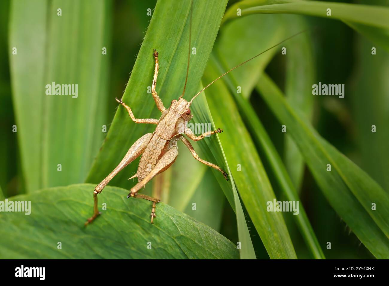 Dunkle Buschgrille (Pholidoptera griseoaptera) Weibchen, die auf grünen Blättern klettern Stockfoto