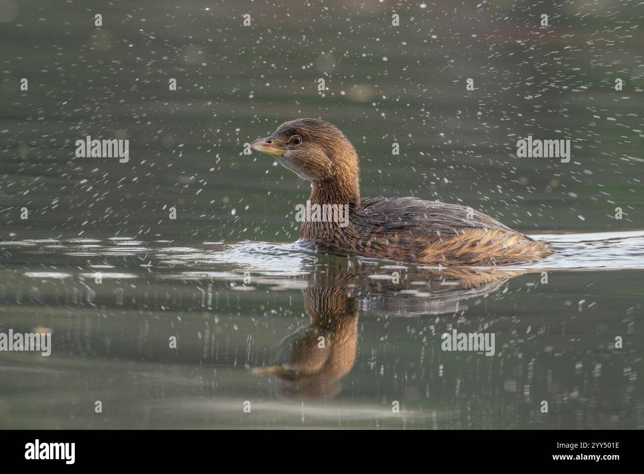Podilymbus podiceps im Grundgefieder am American River, Sacramento County Kalifornien mit Wassertropfen Stockfoto