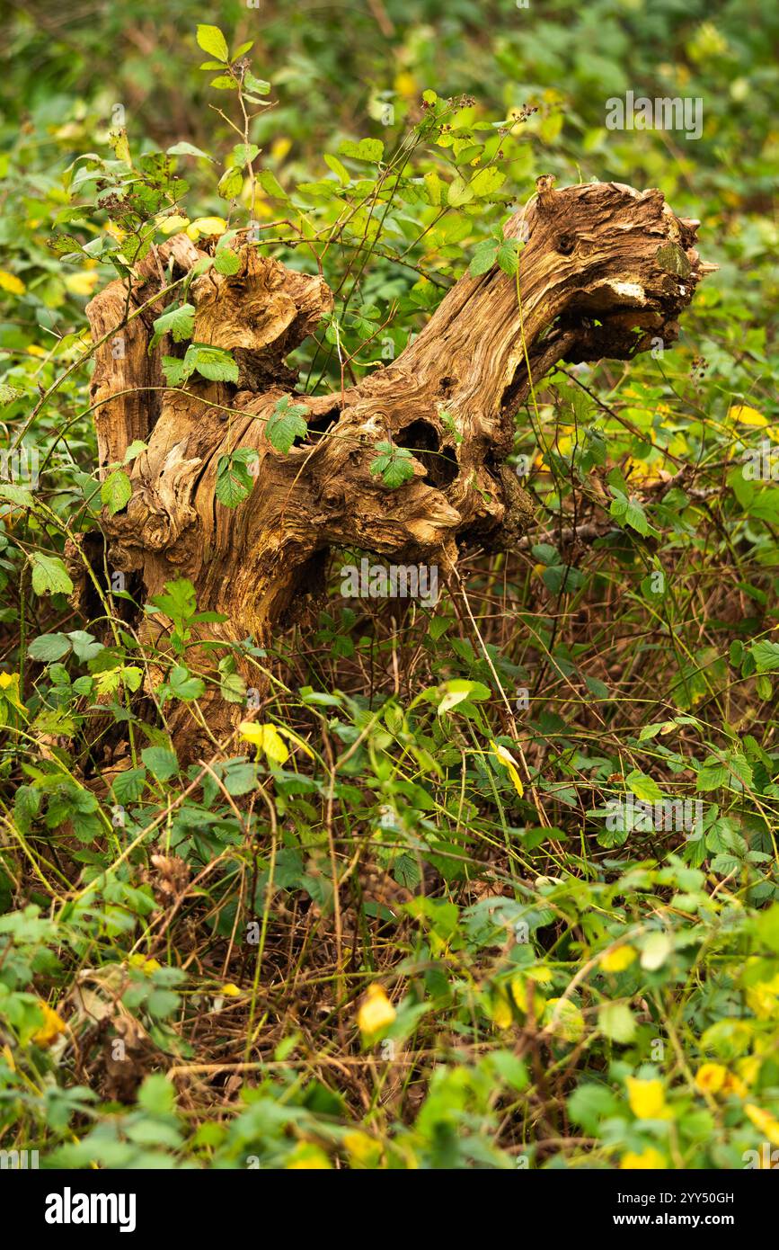 Knorriger Baum, knorriges Holz, alter knorriger Stumpf, totes Holz, verdreht, seltsam geformt, stumpf, verdreht, alt, verdreht, verknotete, verdrehte, knotige Rinde Stockfoto