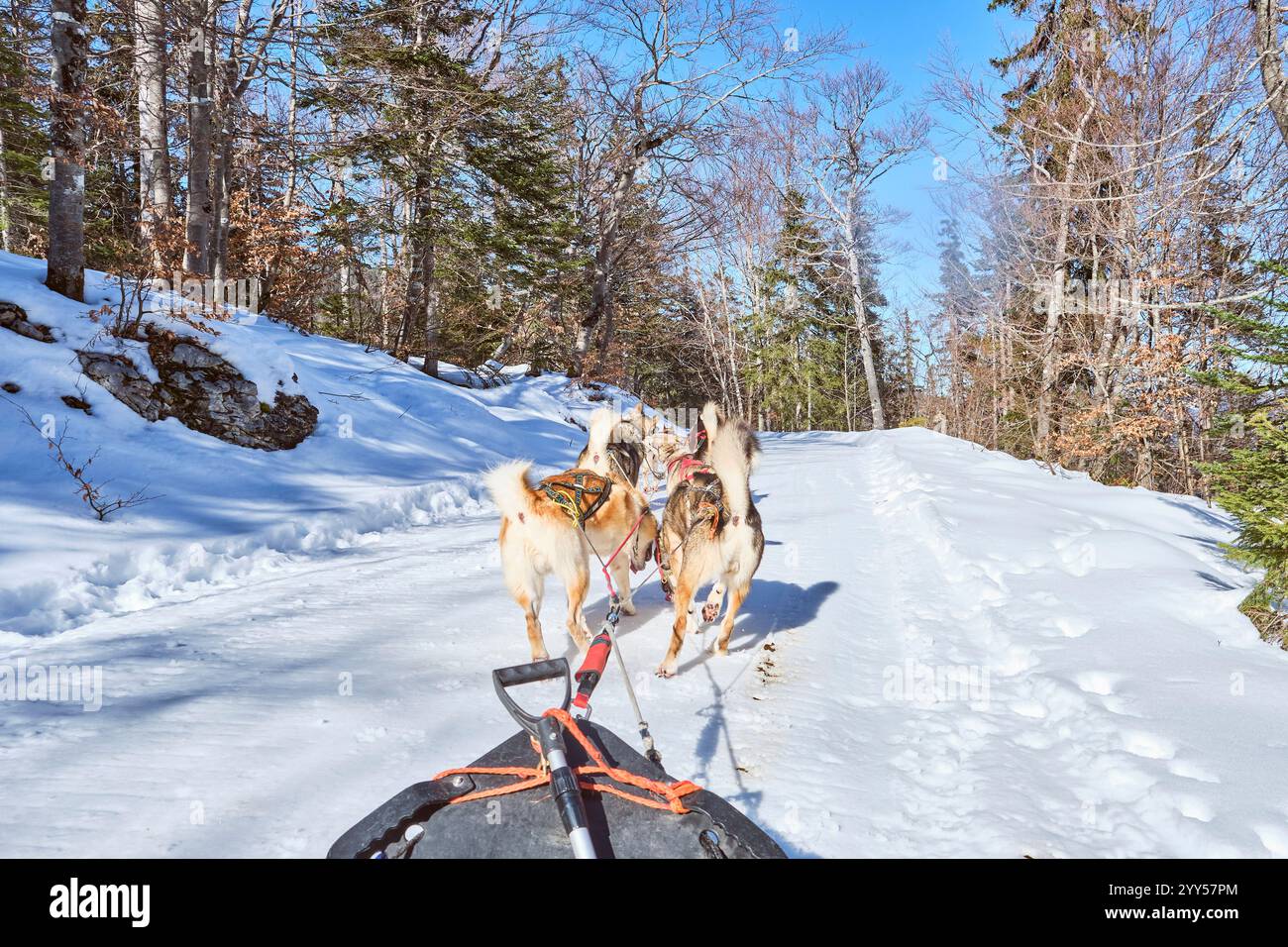 Aillon-le-Jeune (Französische Alpen, Savoyen, Ostfrankreich): Schlittenfahrt auf schneebedeckten Wegen des Skigebiets Aillons-Margériaz. Schlittenhunde Stockfoto