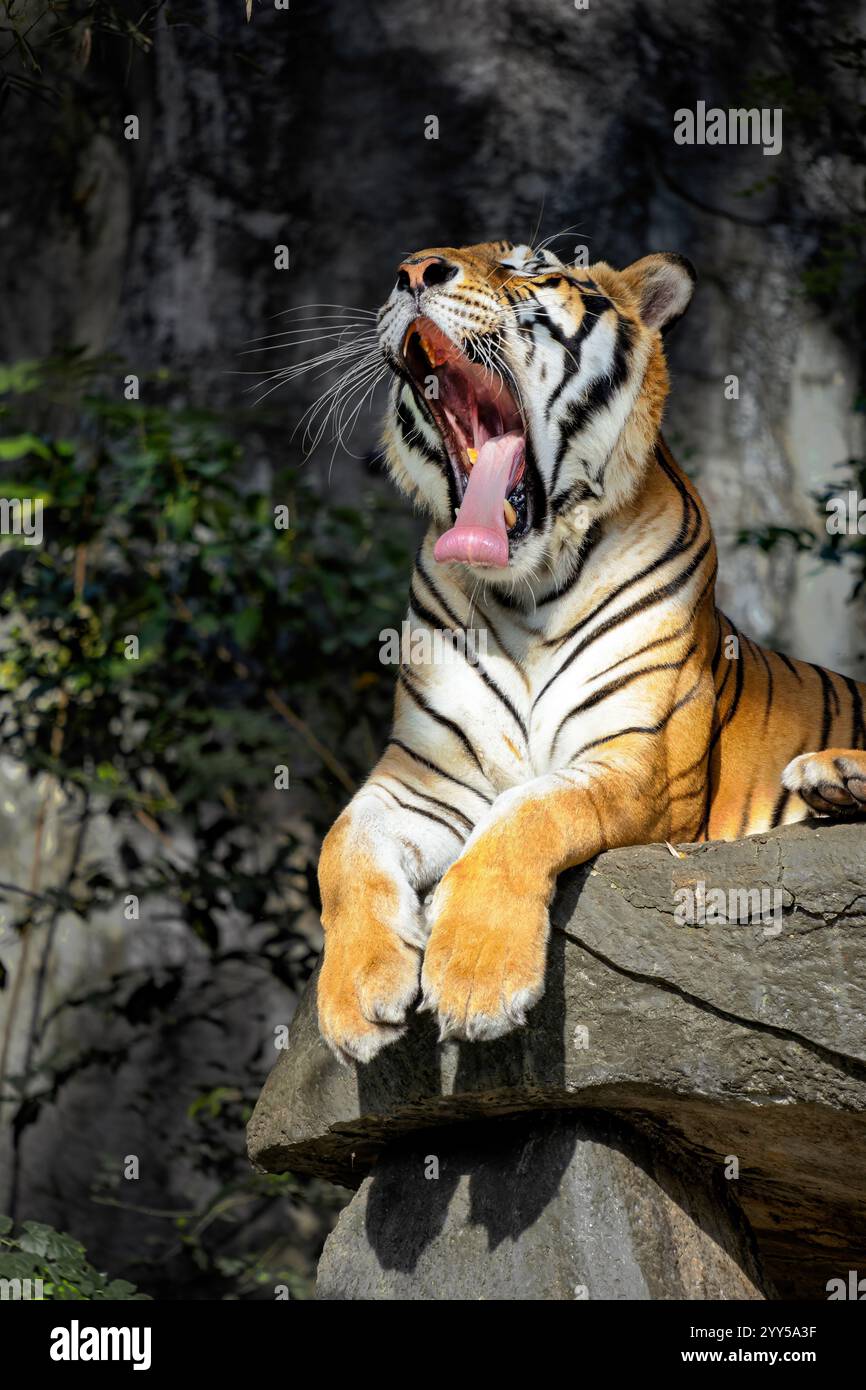 Ein schöner Tiger liegt auf einem Steinbett und gähnt mit weit geöffnetem Mund und aufgerollter Zunge. Stockfoto