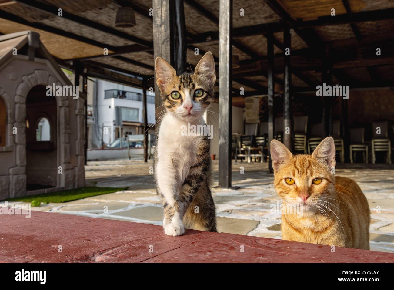 Zypern Katzen in der Bar Street, Kato Paphos, Zypern Stockfoto