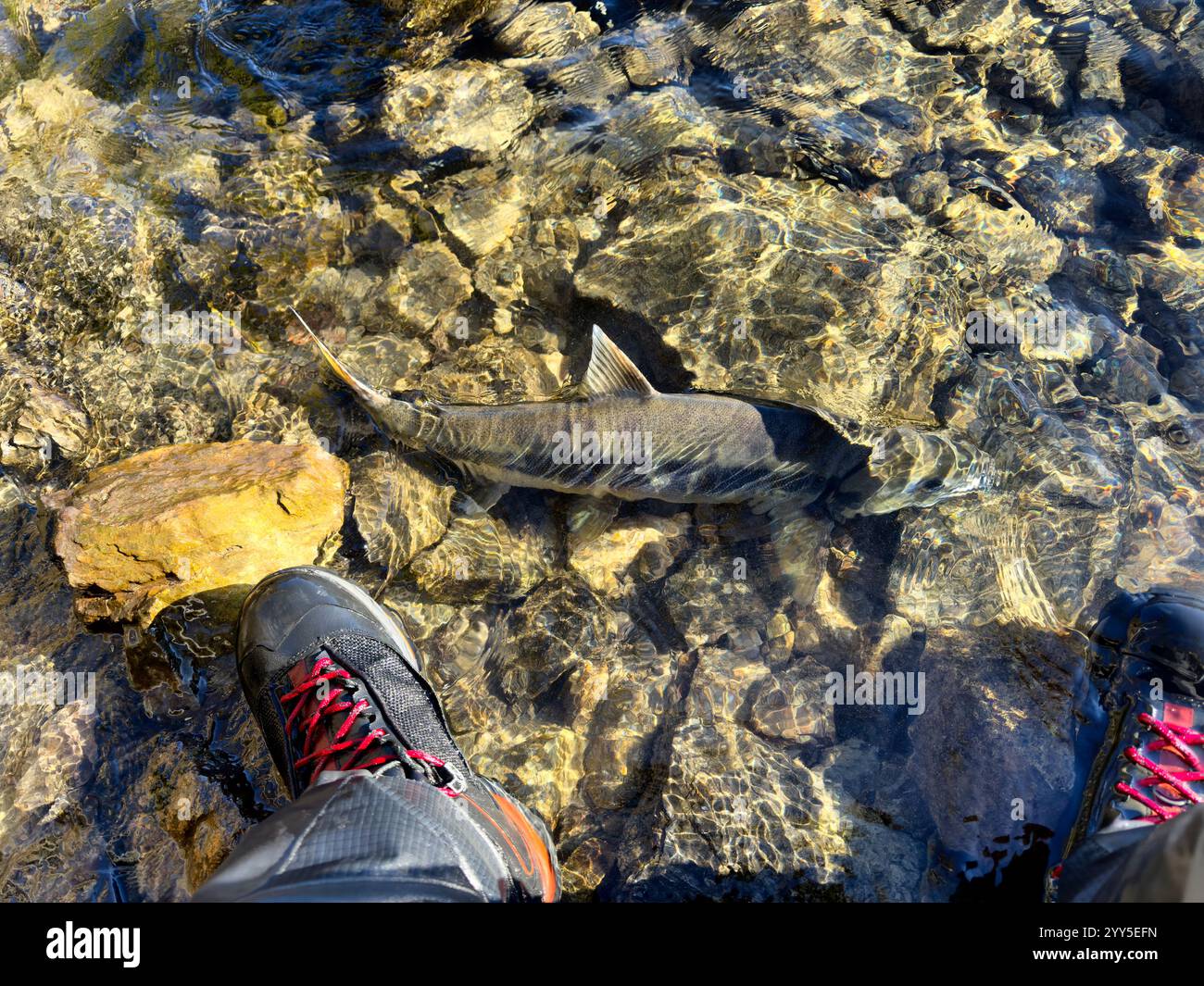 Blick von oben auf den großen Pazifik einheimischen Chum-Lachs am Skagit River im Bundesstaat Washington, der nach dem Fang davonschwimmt - Smartphone-aufgenommenes Stockfoto