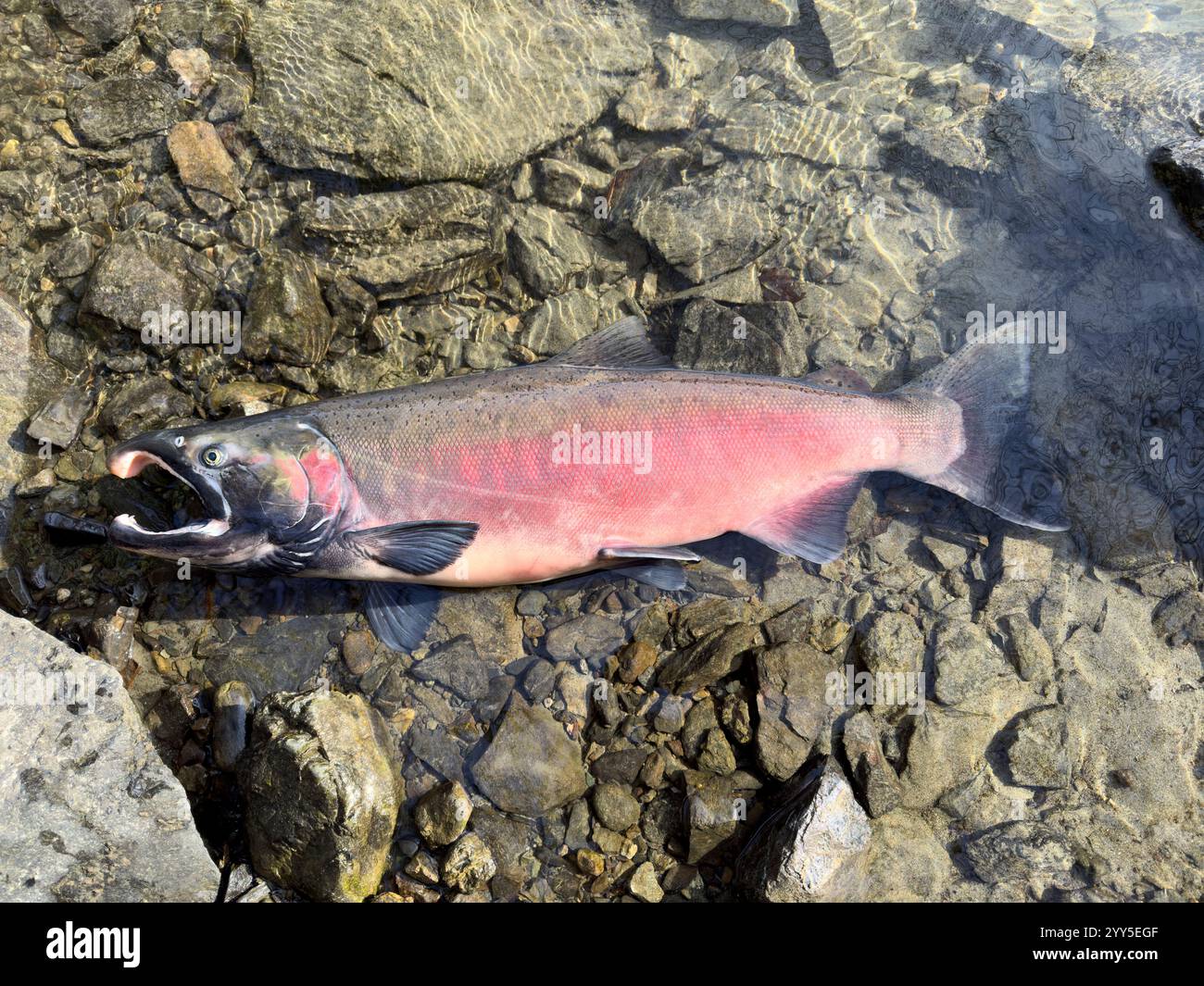 Blick von oben auf den großen Pazifik-einheimischen Coho- oder Silberlachs am Skagit River im Bundesstaat Washington, nachdem sie gefangen wurden - Smartphone-aufgenommenes Stockfoto