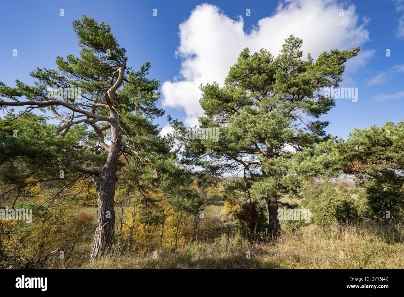 Kiefern (Pinus sylvestris), blauer Himmel, weiße Wolken, auf der wacholderheide, Thüringen, Deutschland, Europa Stockfoto
