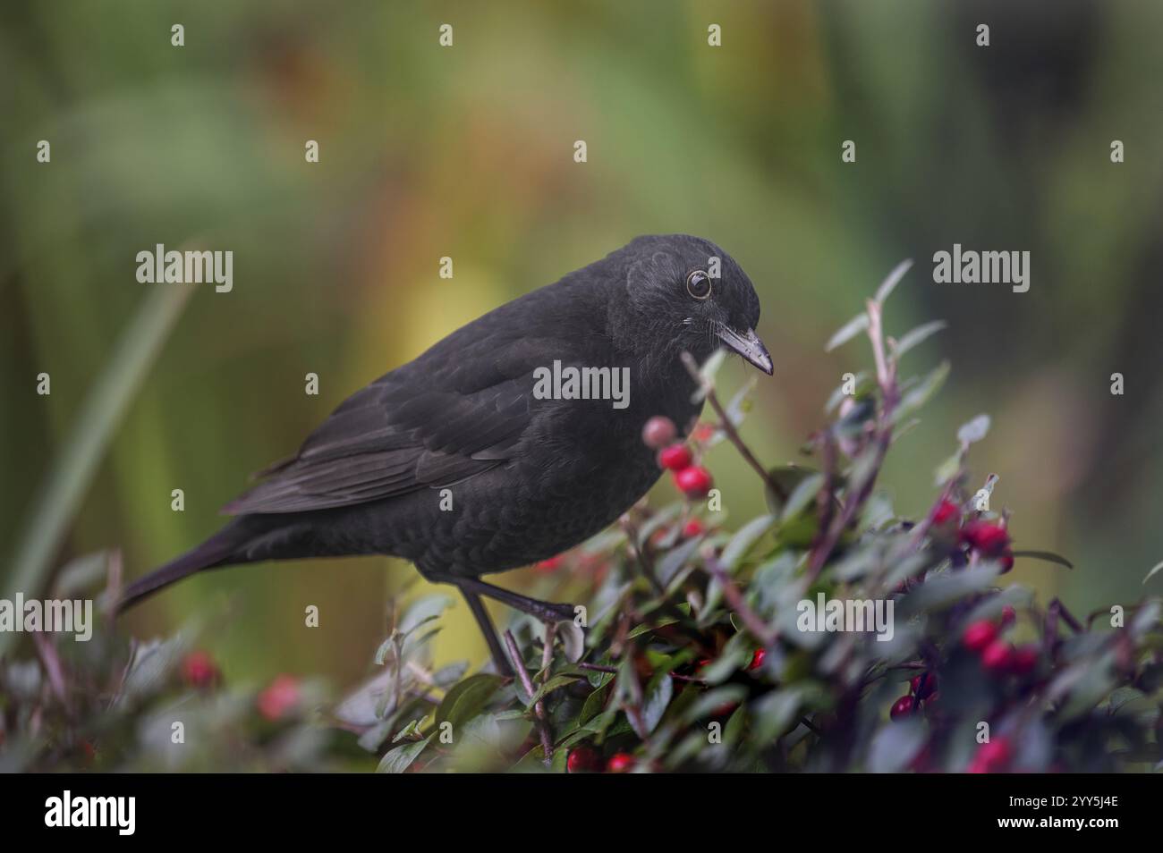 Schwarzvogel (Turdidae) auf den Beeren eines Cotoneasters (Cotoneaster), Bayern, Deutschland, Europa Stockfoto