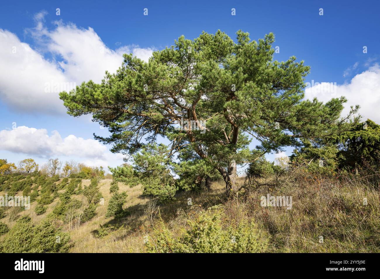 Kiefer (Pinus sylvestris), blauer Himmel, weiße Wolken, auf wacholderheide, Thüringen, Deutschland, Europa Stockfoto