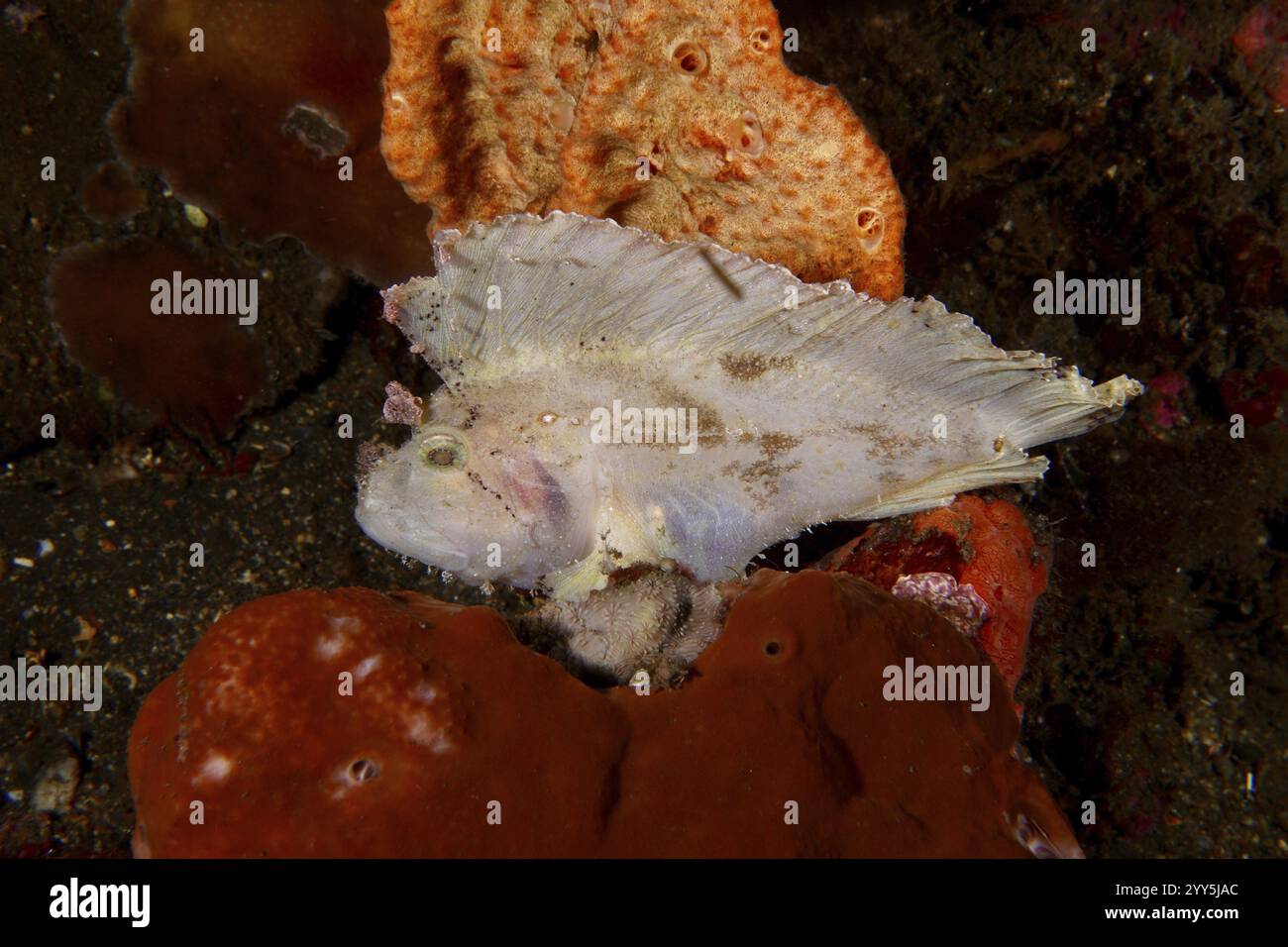 Ein Schaukelfisch (Taenianotus triacanthus), der auf einem Meeresschwamm liegt, Tauchplatz USAT Liberty, Tulamben, Bali, Indonesien, Asien Stockfoto