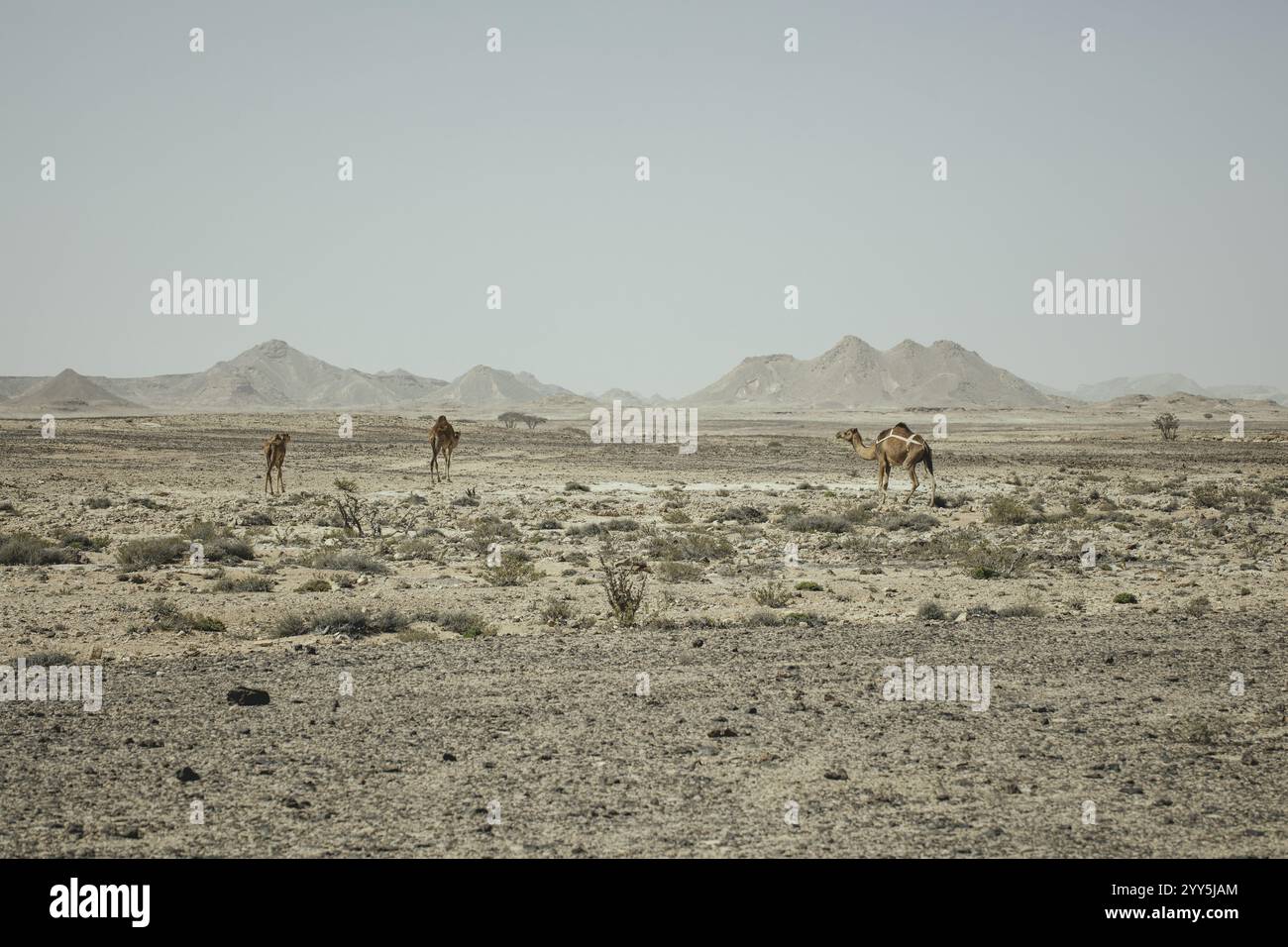 Dromedare (Camelus dromedarius) auf einem Plateau in der Nähe von Wadi Hanun, Dhofar, Oman, Asien Stockfoto