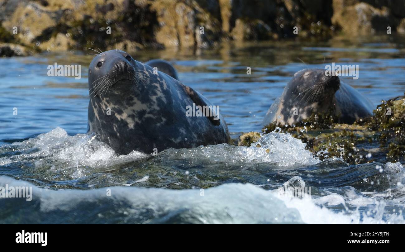 Pinnipeds, allgemein bekannt als Robben, sind eine weit verbreitete und vielfältige Gruppe fleischfressender, flossenfüßiger, halbaquatischer, meist Meeressäuger. Stockfoto